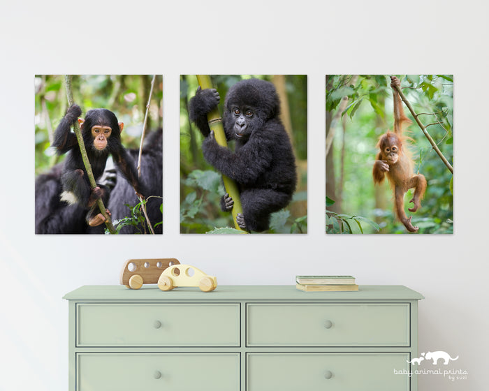 Baby Chimpanzee Photo