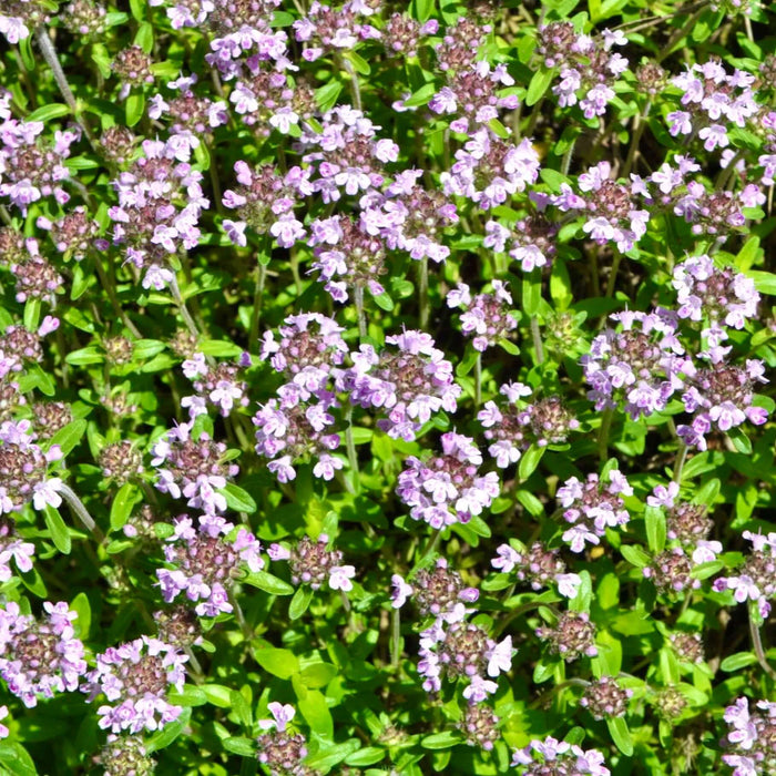 Creeping Thyme (7823953887487)