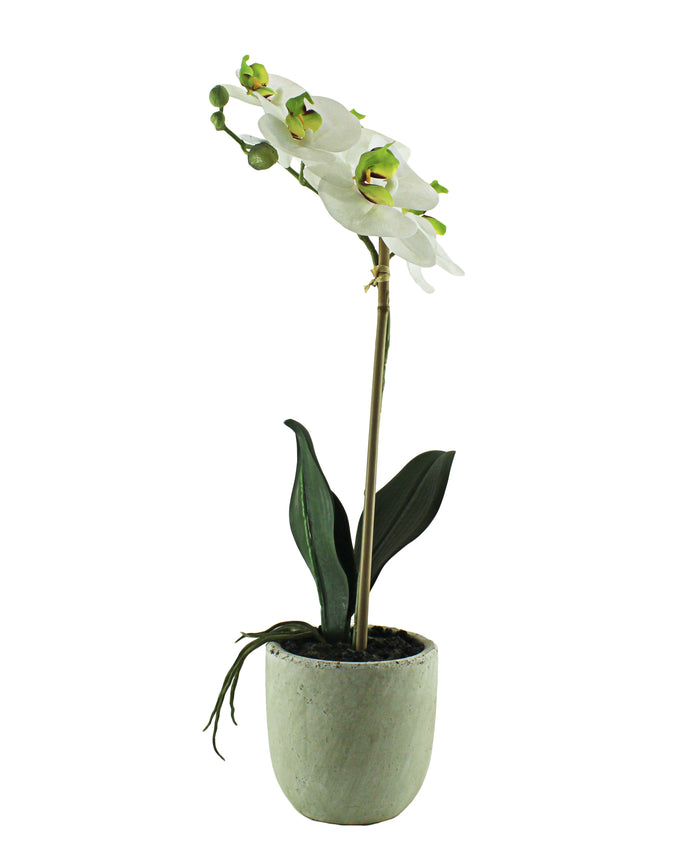 Eetrite Phal Cement Pot Plant - White