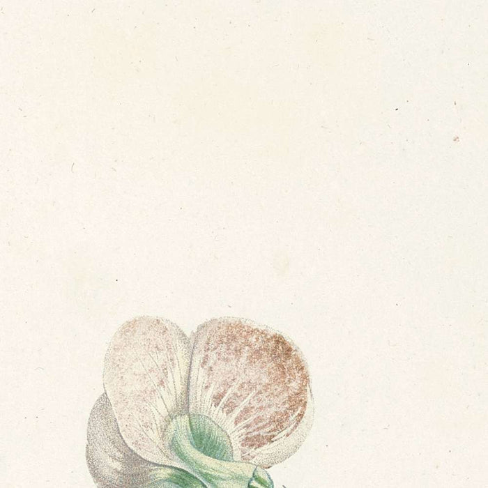 Lathyrus (Plate 15) by Pierre Joseph Redouté, 1805