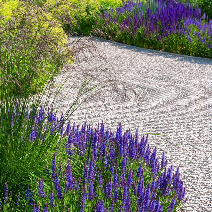 Salvia Mystic Spires (7823953330431)