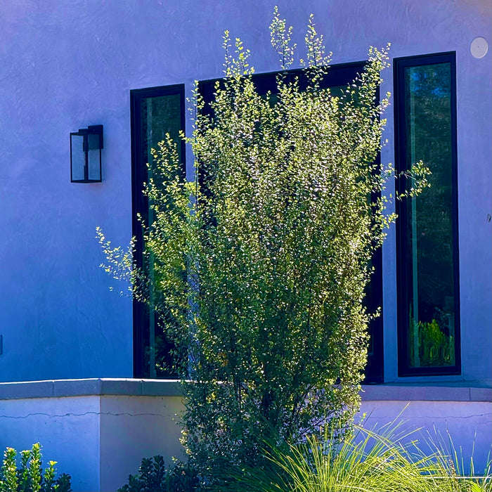 Pittosporum Silver Sheen