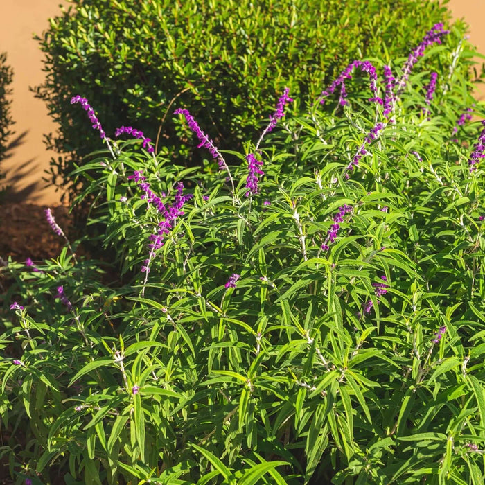 Salvia leucantha