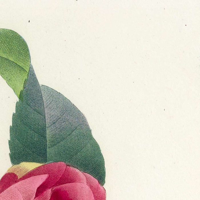 Variegated Camellia (Camellia japonica, Plate 18) by Pierre Joseph Redouté, 1827