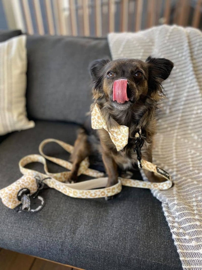 Mina + Pup Bow Tie You're So Golden Leopard Gold Bow Tie Dog Collar Attachment