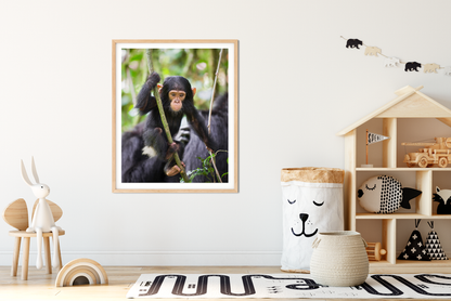 Baby Chimpanzee Photo