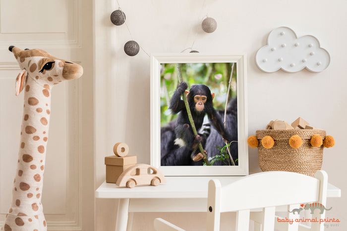 Baby Chimpanzee Photo