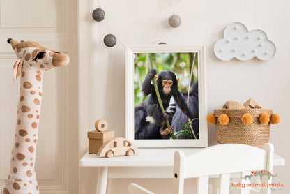 Baby Chimpanzee Photo