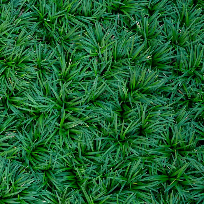 Dwarf Mondo Grass (7823952904447)