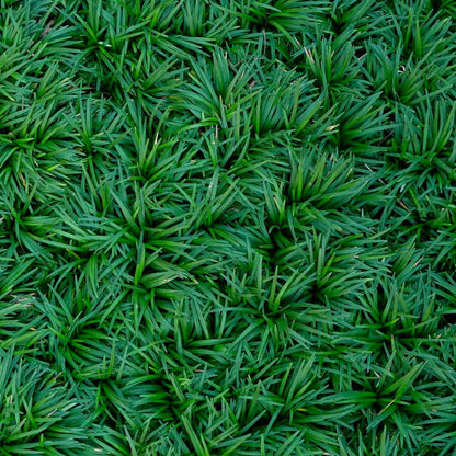 Dwarf Mondo Grass (7823952904447)