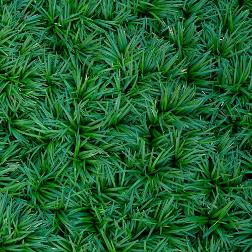 Dwarf Mondo Grass (7823952904447)