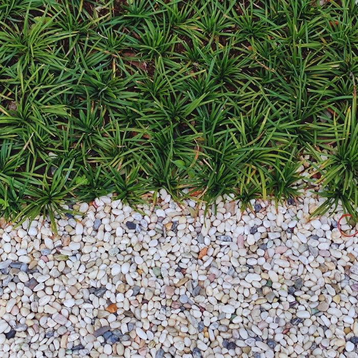 Dwarf Mondo Grass landscaping shrub