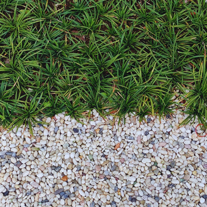 Dwarf Mondo Grass landscaping shrub