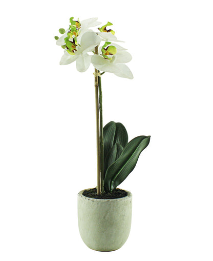 Eetrite Phal Cement Pot Plant - White