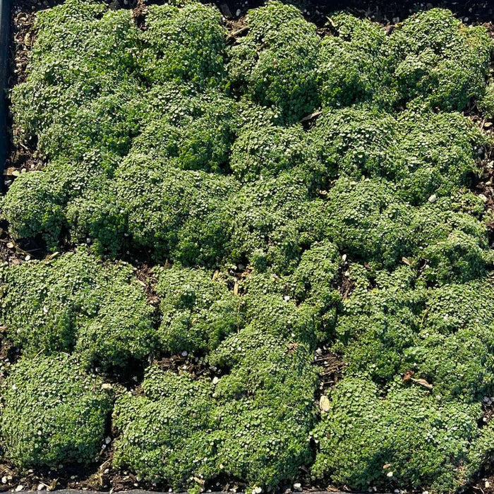 Elfin Thyme (7823953920255)