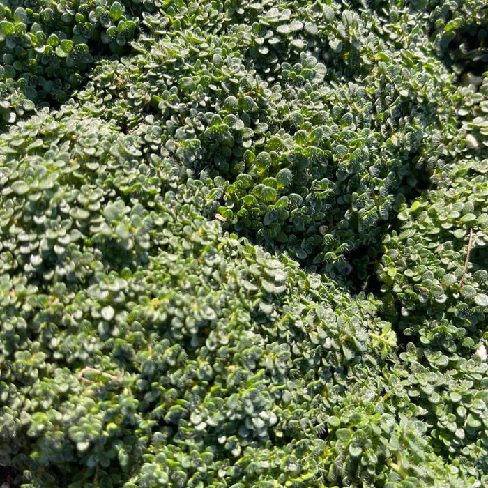 Elfin Thyme (7823953920255)