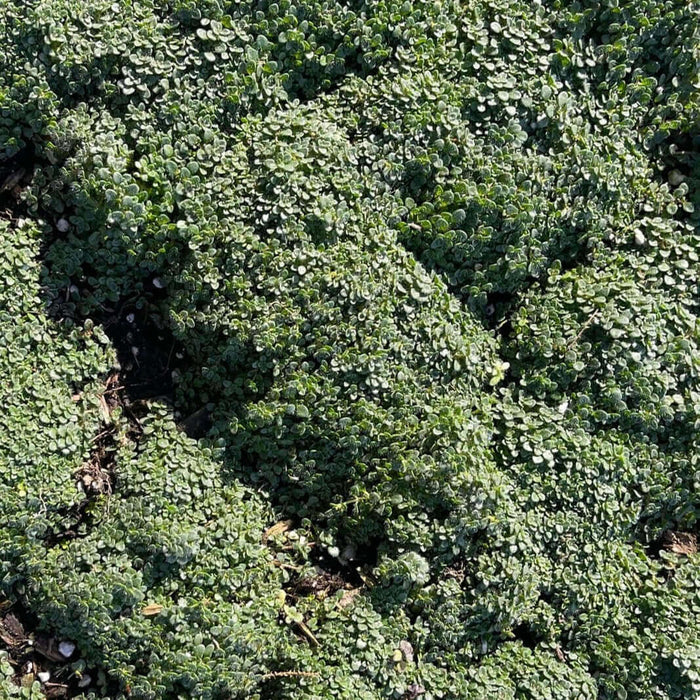 Elfin Thyme (7823953920255)