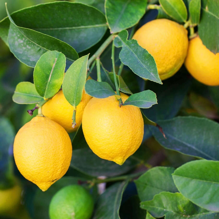 Eureka Lemon (7863713169663)