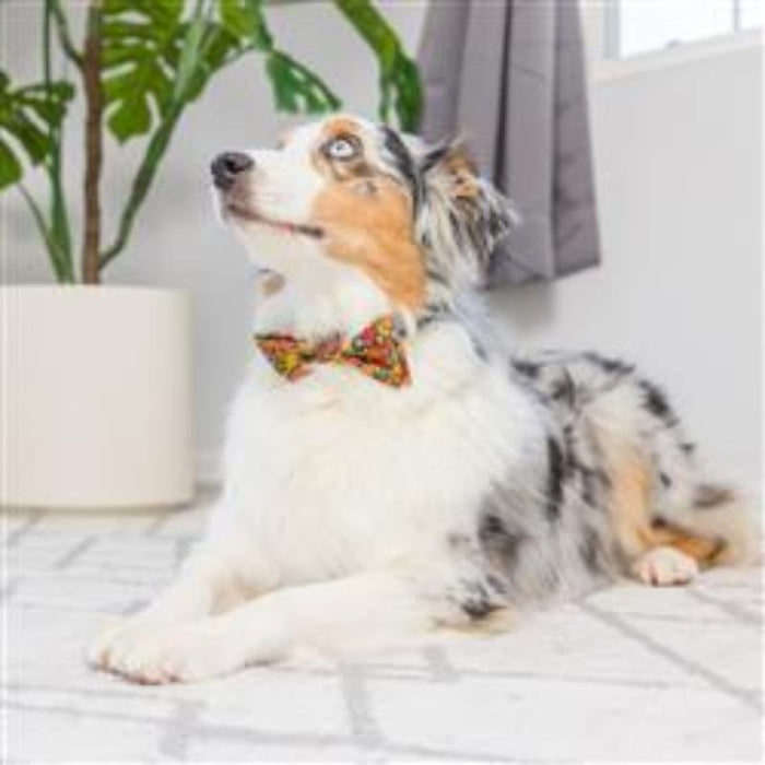 Huxley & Kent Bow Tie Fall Season Leaves & Nuts Pet Bow Tie Collar Attachment - 3 Sizes