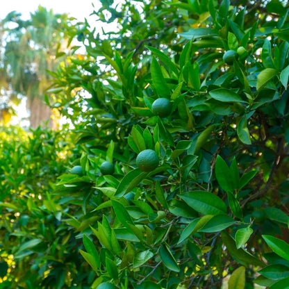 Key Lime Tree (7863713759487)