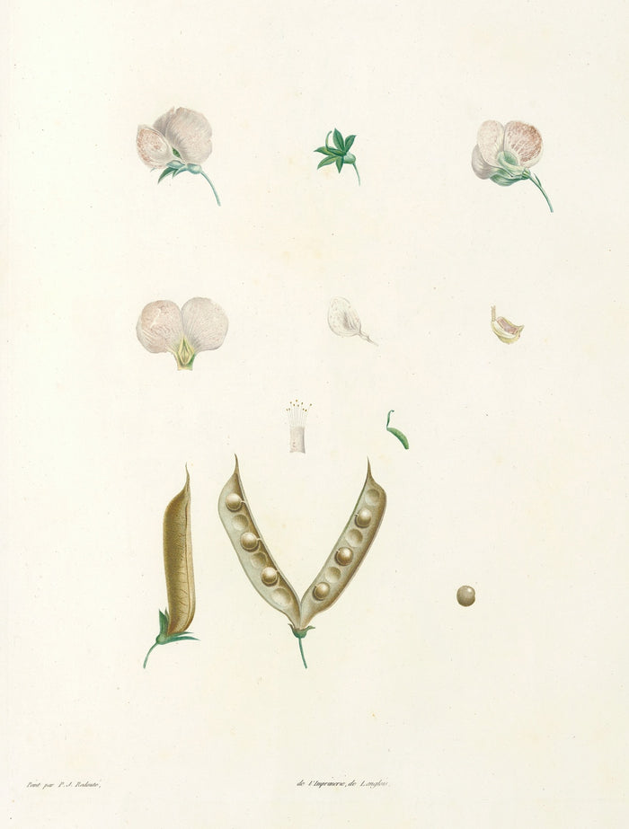 Lathyrus (Plate 15) by Pierre Joseph Redouté, 1805