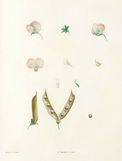 Lathyrus (Plate 15) by Pierre Joseph Redouté, 1805