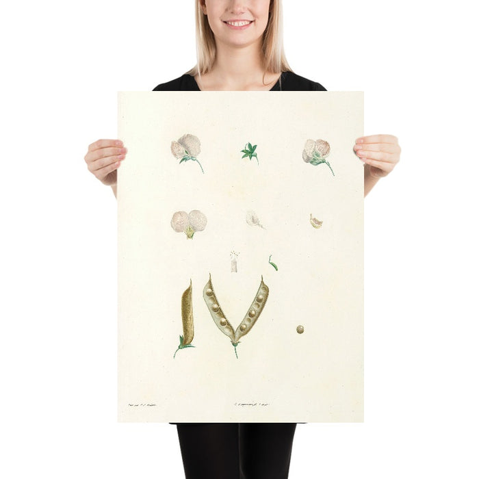 Lathyrus (Plate 15) by Pierre Joseph Redouté, 1805