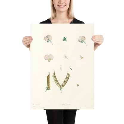 Lathyrus (Plate 15) by Pierre Joseph Redouté, 1805