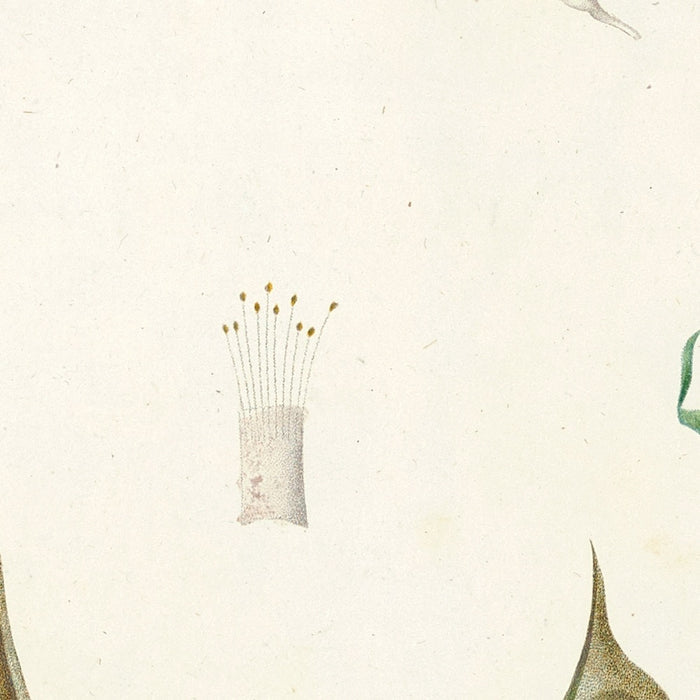 Lathyrus (Plate 15) by Pierre Joseph Redouté, 1805