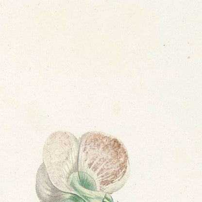 Lathyrus (Plate 15) by Pierre Joseph Redouté, 1805