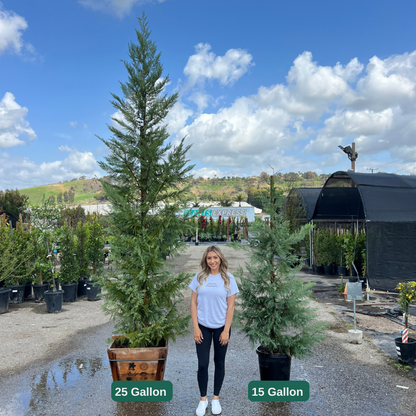 Leyland Cypress
