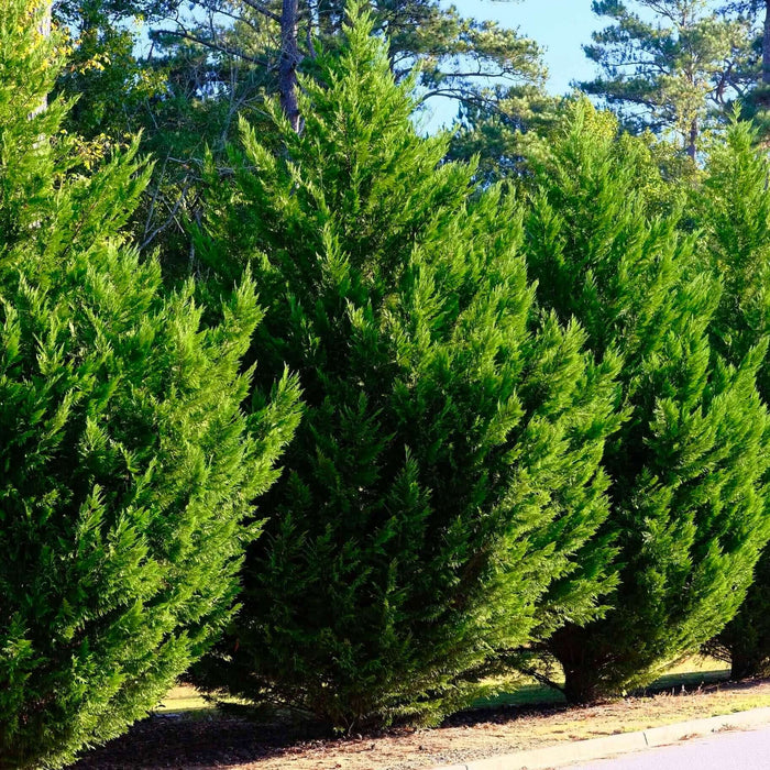 Leyland Cypress (Cupressocyparis leylandii)