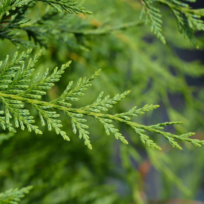 Leyland Cypress tree (7823949889791)