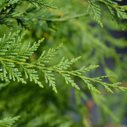 Leyland Cypress tree (7823949889791)