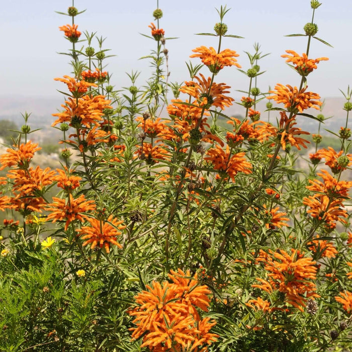 Lion's Tail plant (7823951626495)