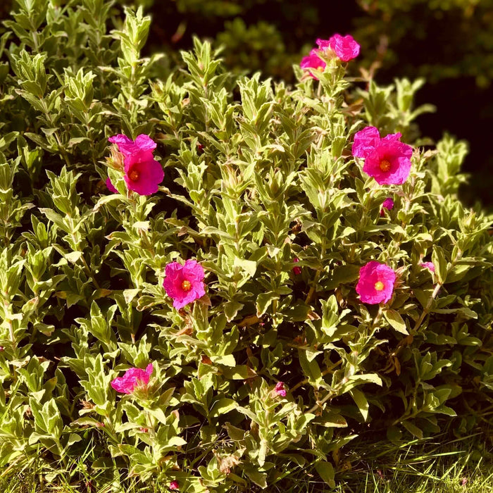 Magenta Rock Rose (7823949824255)
