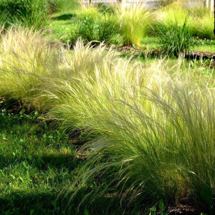 Mexican Feather Grass (7823954116863)