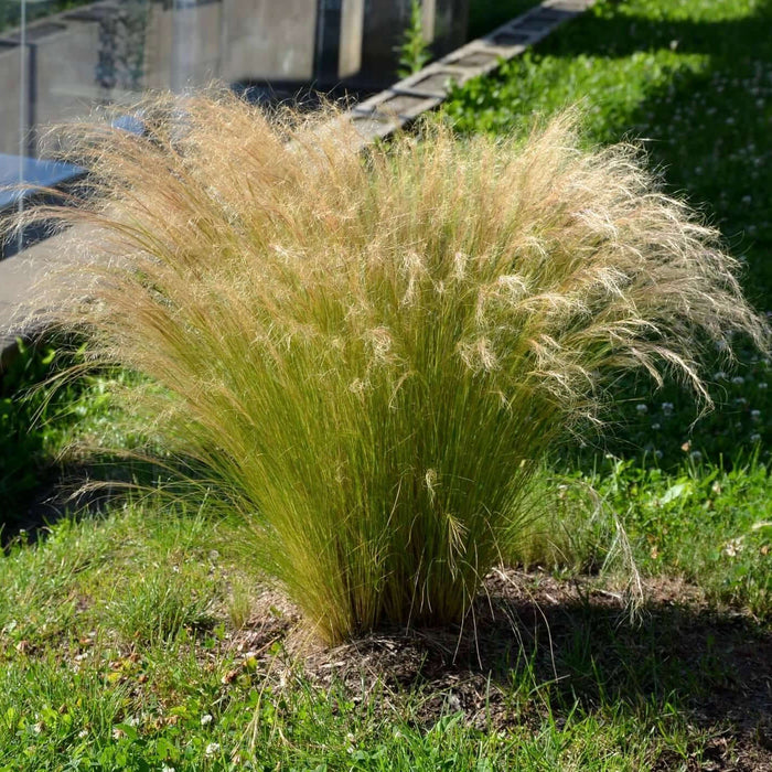 Stipa tenuissima