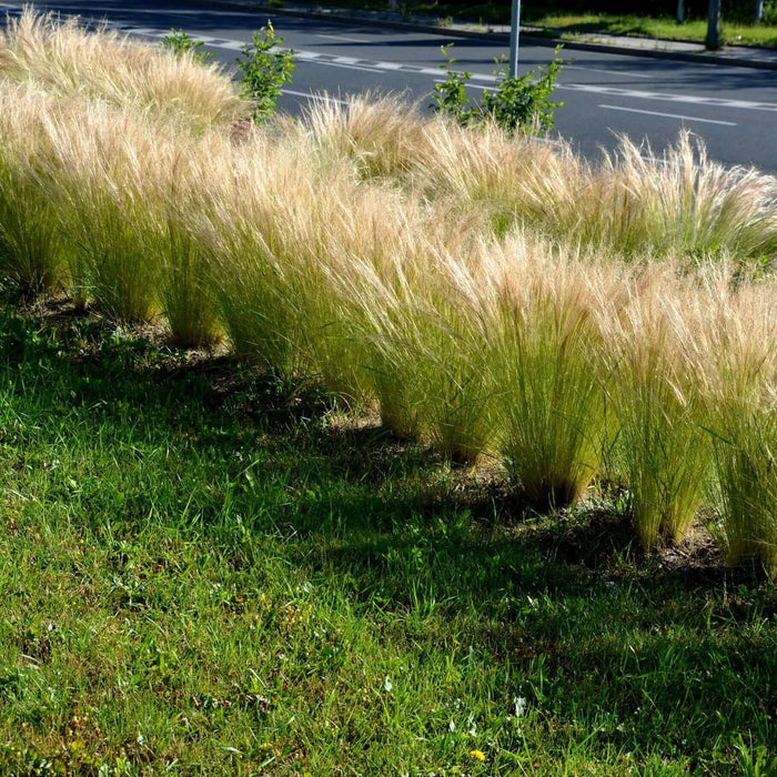 Mexican Feather Grass (7823954116863)