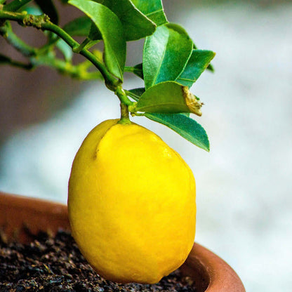 Meyer Lemon (7863713857791)