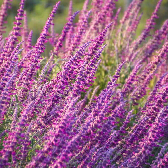 Salvia leucantha (7823953363199)