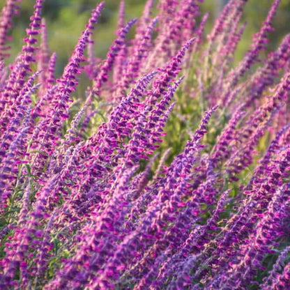 Salvia leucantha (7823953363199)