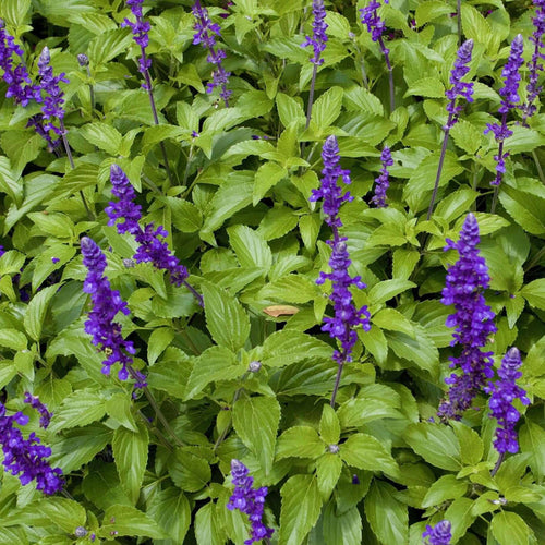 Salvia Mystic Spires (7823953330431)