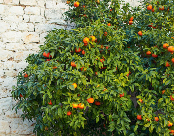 Owari Satsuma Mandarin Tree