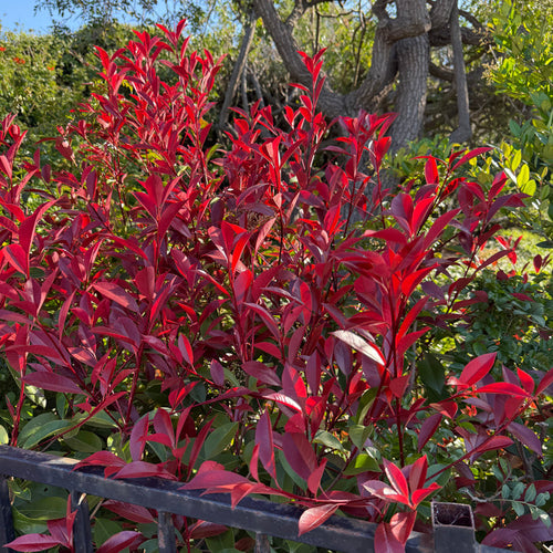 Red Tip Photinia