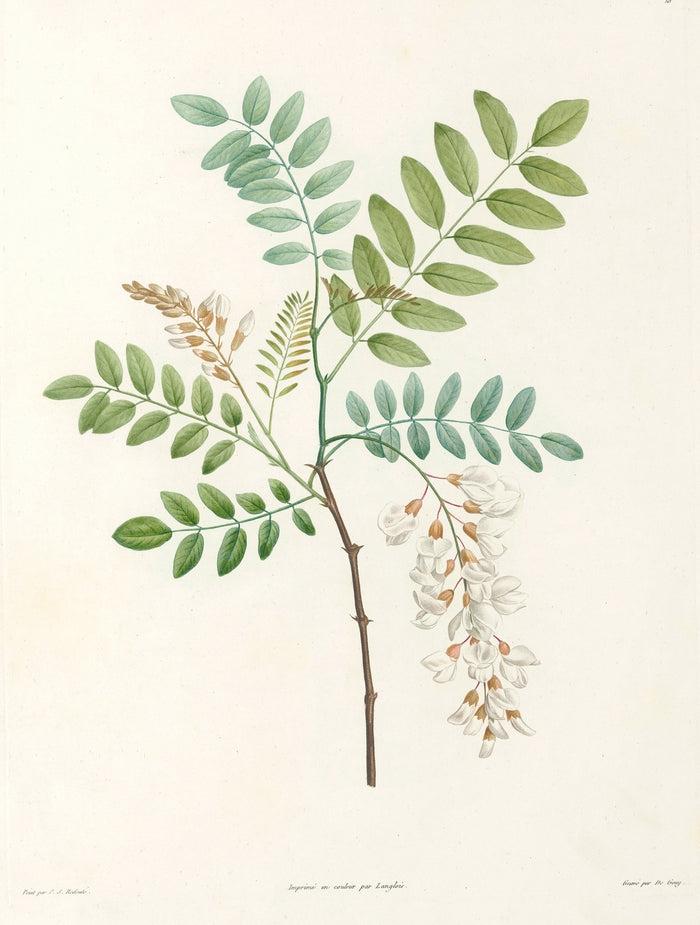 Robinia (Plate 18) by Pierre Joseph Redouté, 1805
