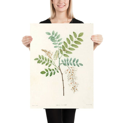 Robinia (Plate 18) by Pierre Joseph Redouté, 1805