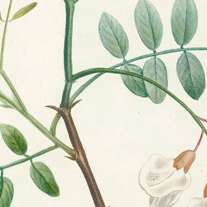 Robinia (Plate 18) by Pierre Joseph Redouté, 1805