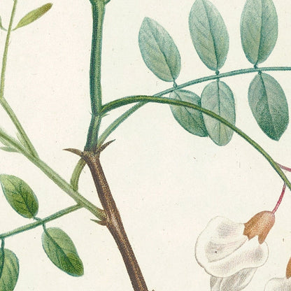 Robinia (Plate 18) by Pierre Joseph Redouté, 1805