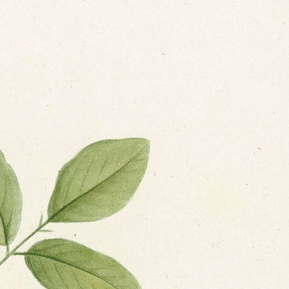 Robinia (Plate 18) by Pierre Joseph Redouté, 1805
